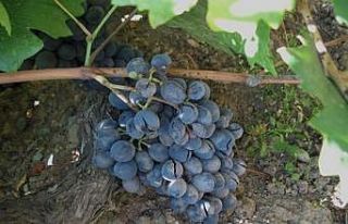 “Bağ Küllemesi Hastalıkları” yüzde 90 verim...