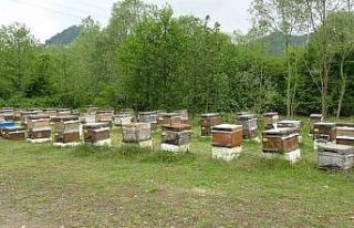 Bahar yağmurları arıcıların yüzünü güldürdü