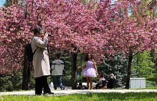 Baharın müjdeleyicisi “sakura ağaçları”ndan...