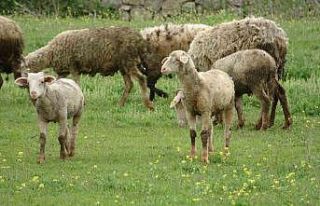 Baharla birlikte meralar koyun ve kuzularla buluştu