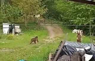 Bahçesine giren ayıları böyle kovdu
