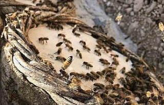 Bal arılarının tatlı bal yolculuğu başladı