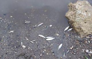 Balıkları sıvı gübre atığı öldürmüş