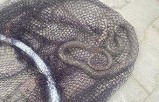 Balyanoz Koyu’nda yılan paniği