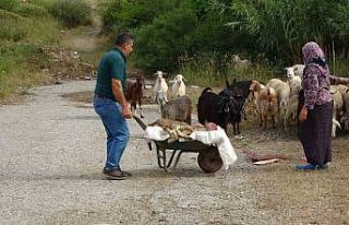 Başıboş pitbullar koyun ağılına saldırdı