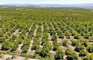 Baskil’de kayısı ağaçları boş kaldı, rekolte...