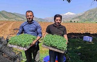 Batman’da 400 dönümlük alanda kurutmalık domates...