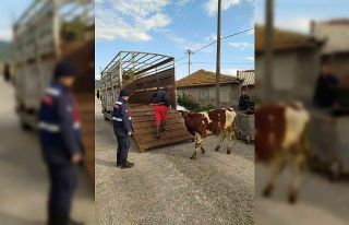 Bigadiç Jandarma’dan hayvan hırsızlarına geçit...