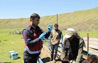 Bingöl’de küçükbaş hayvanlar aşılanıyor