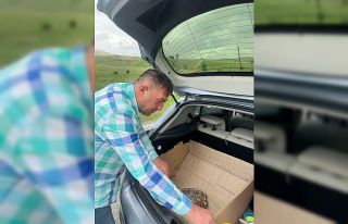 Bingöl’de polis tarafından yaralı bulunan kaplumbağa...