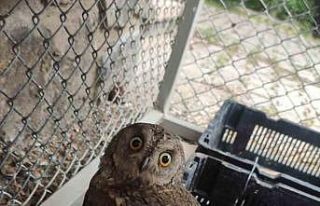 Bingöl’de yaralı bulunan baykuş tedavi altına...