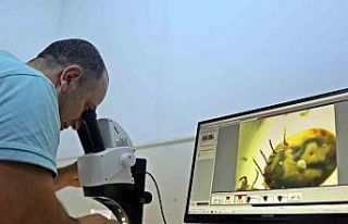 Bir defada binlerce yumurta bırakıyor, hayvan ve...