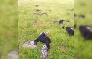 Bitlis’te yıldırım düştü: 20 koyun telef oldu