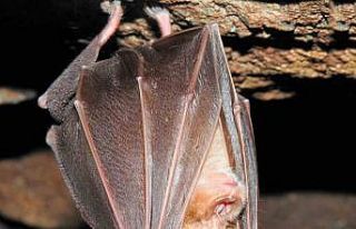 Biyokaçakçılıkla mücadelede 17 yılda 5,6 milyon...