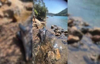 Bodrum Cennet koyda ölü Yunus balığı karaya vurdu