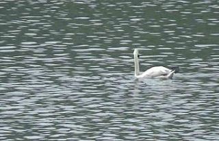 Bolu’da ilk kez görüntülendi