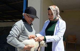Bozüyük’te ücretsiz kuduz aşısı kampanyası