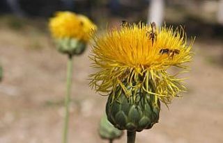 Bu çiçeği koparmanın cezası 244 bin TL