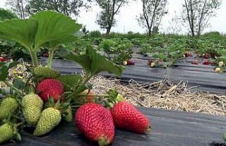 Bu çilek hem daha aromatik hem de daha uzun ömürlü