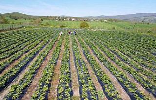 Bu çilek yok satıyor