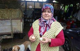 Bu tavuklar yüksek proteinli mavi yumurtluyor