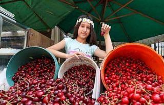 Buca’da Kiraz Festivali için hazırlıklar tamam