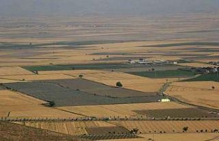 Buğdayın önemi anlaşıldı