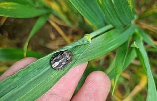 Buğdayların düşmanı süneye karşı mücadele...