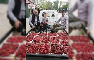 Bursa’da kiraz hasadı başladı