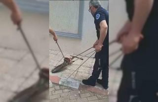 Bursa’da yılan paniği