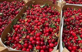 Bursa’nın meşhur erik ve kirazı halde yerini...