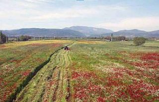 Büyükşehir hasat ettiği kaba yemi ücretsiz dağıtılacak