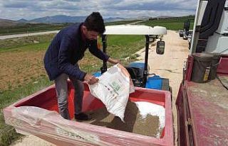 Büyükşehir tohumluk buğday yetiştiriyor