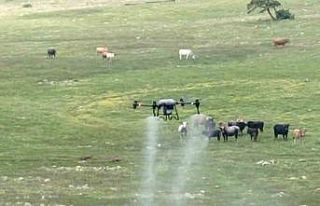 Büyükşehirden çekirgeye karşı dron ile mücadele