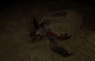 Caretta caretta, Didim sahiline yumurtalarını bıraktı