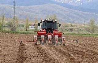 Çayırlı’da ayçiçeği ekimi başladı