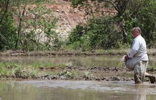 "Çeltik ekimi" gecikmeli başladı