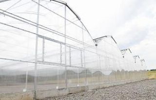 Çiçek üretim serasında sona gelindi