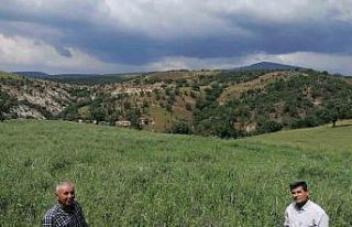 Çiftçiler, büyükşehirin projesinden yüksek verim...