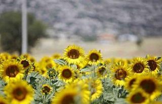 Çiftçilerin hesaplarına destek ödemeleri yatırılmaya...