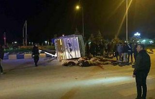 Cip ile kamyonet çarpıştı: 25 hayvan telef oldu