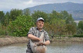 Coğrafi işaretli Tosya pirincinin zorlu ekim mesaisi...