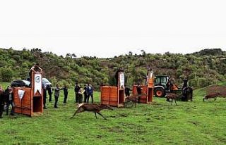 Çorum’da 4 kızıl geyik doğaya salındı