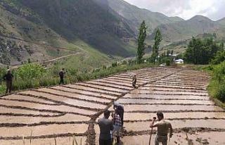 Çukurca’da imece usulü çeltik ekimi başladı