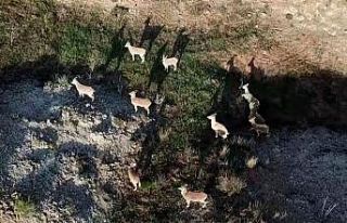 Dağda gezerken sürü halinde karşısına çıktılar,...