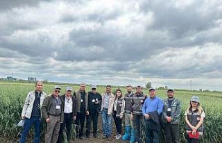 Deneme amacıyla ekilen tahıl ve aromatik bitkiler...