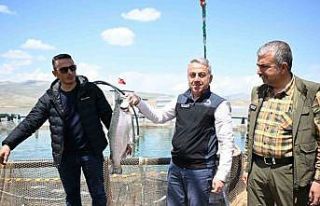 Denizi olmayan Kayseri’de Türk somonu hasadı başladı