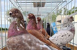 Denizli’ye özgü ‘Tokur’ ırkı güvercinler...