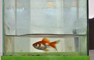 Deprem bölgesinde 100 gün sonra fanusta hayatta...