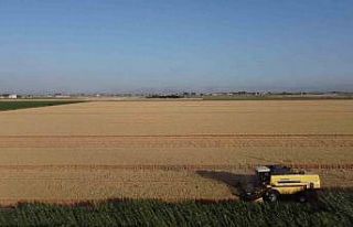 Depremin vurduğu Hatay Amik Ovası’nda buğday...